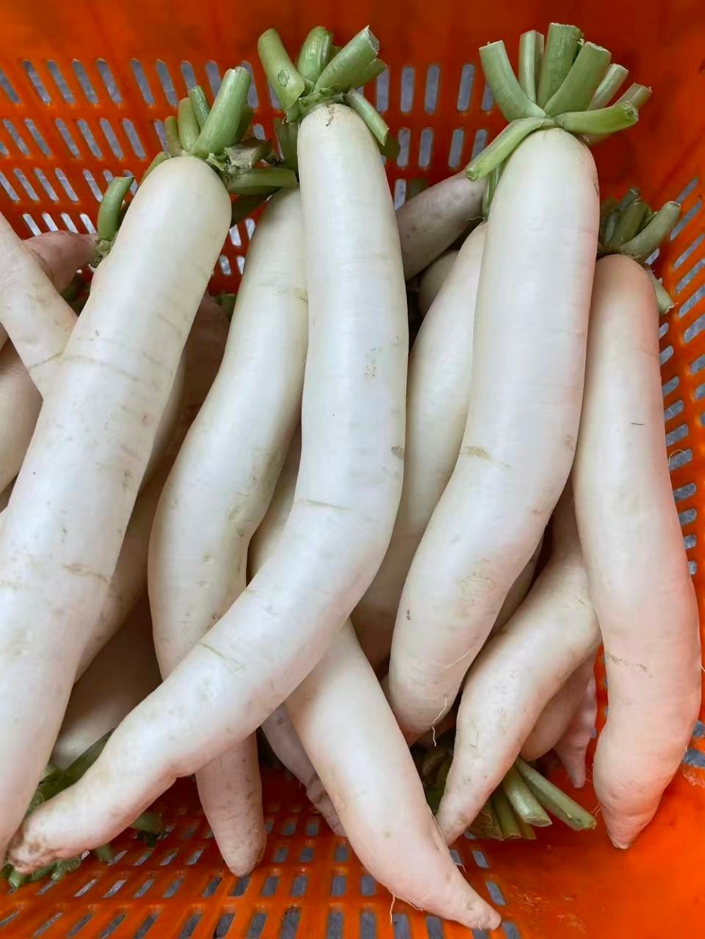 Local Organic Raddish (2catties/BAG)