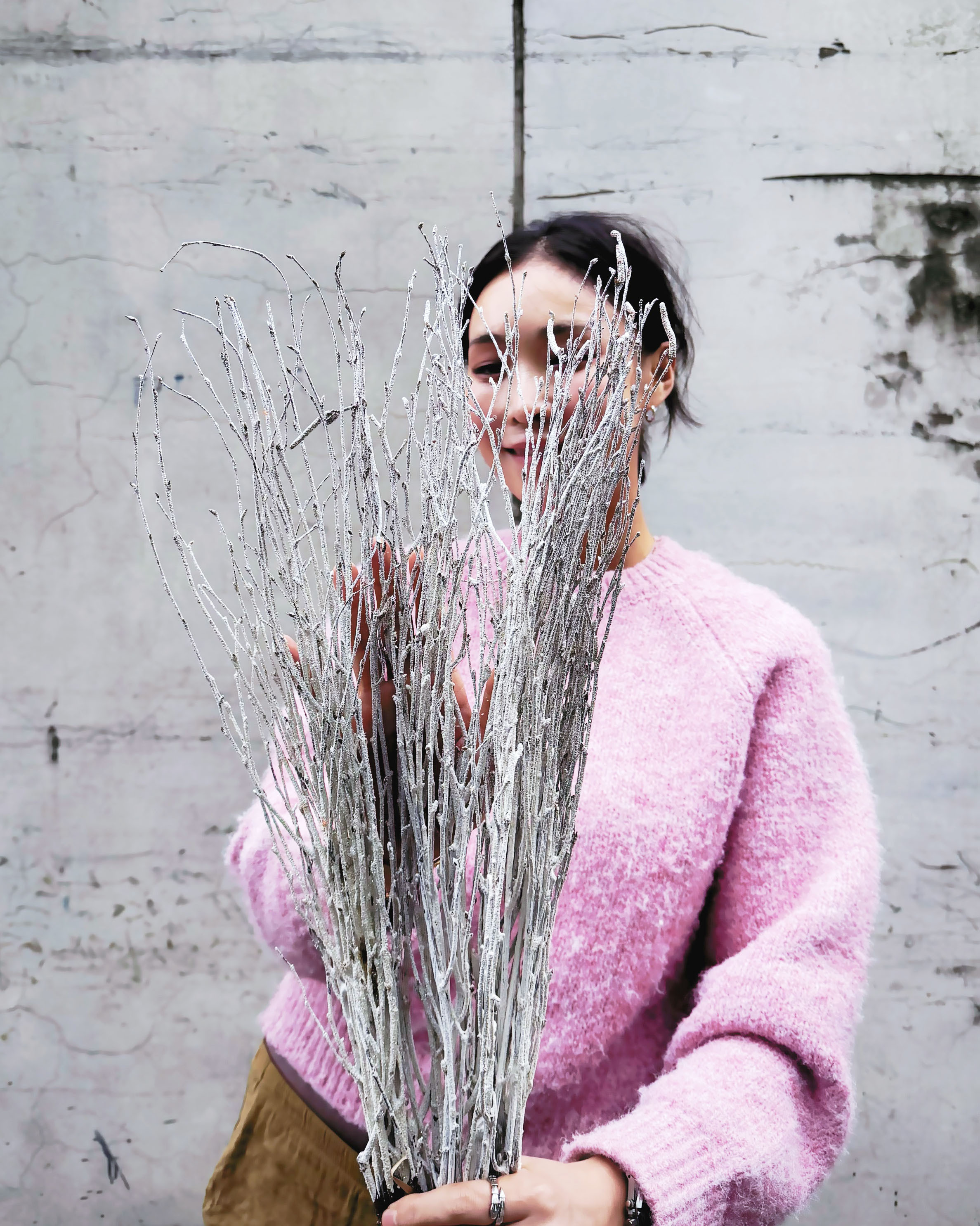 乾燥小樺木(義大利)