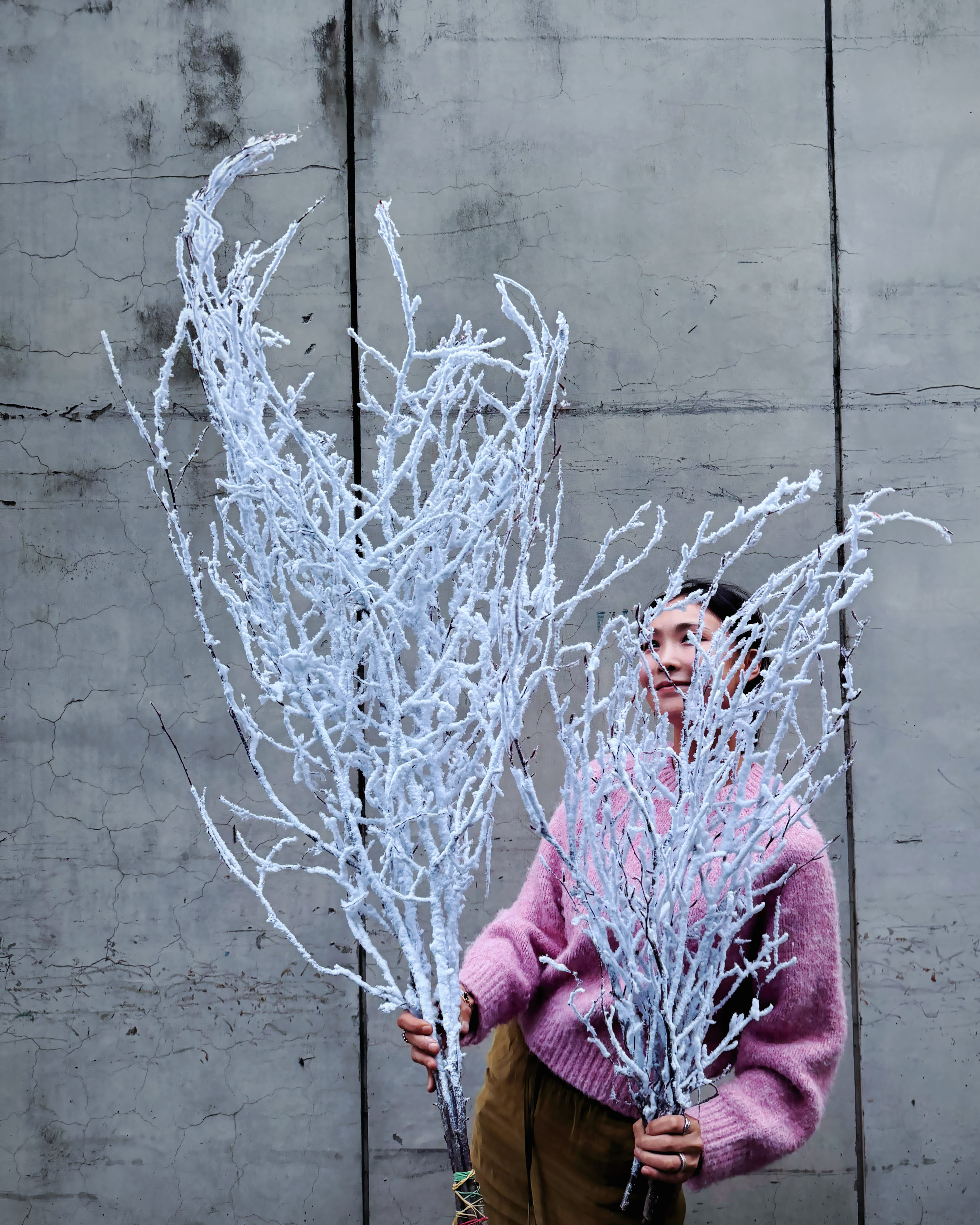 【下雪】山毛櫸枝