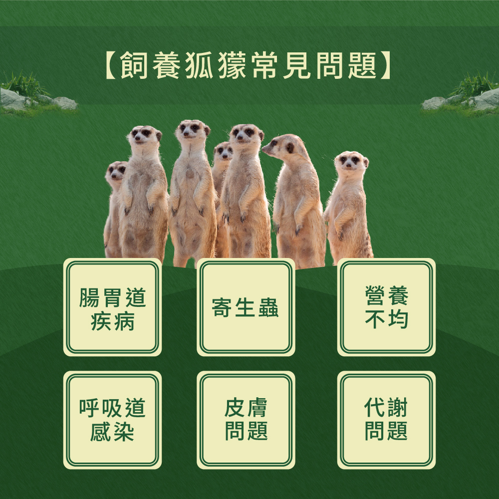 飼養狐獴會遇到的常見問題