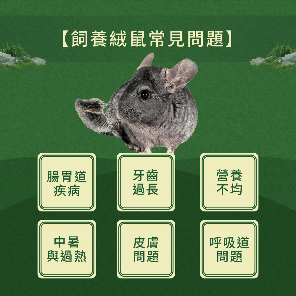 飼養絨鼠會遇到的常見問題