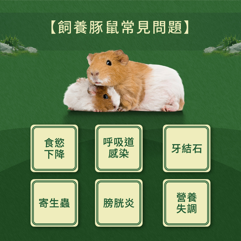 飼養天竺鼠會遇到的常見問題