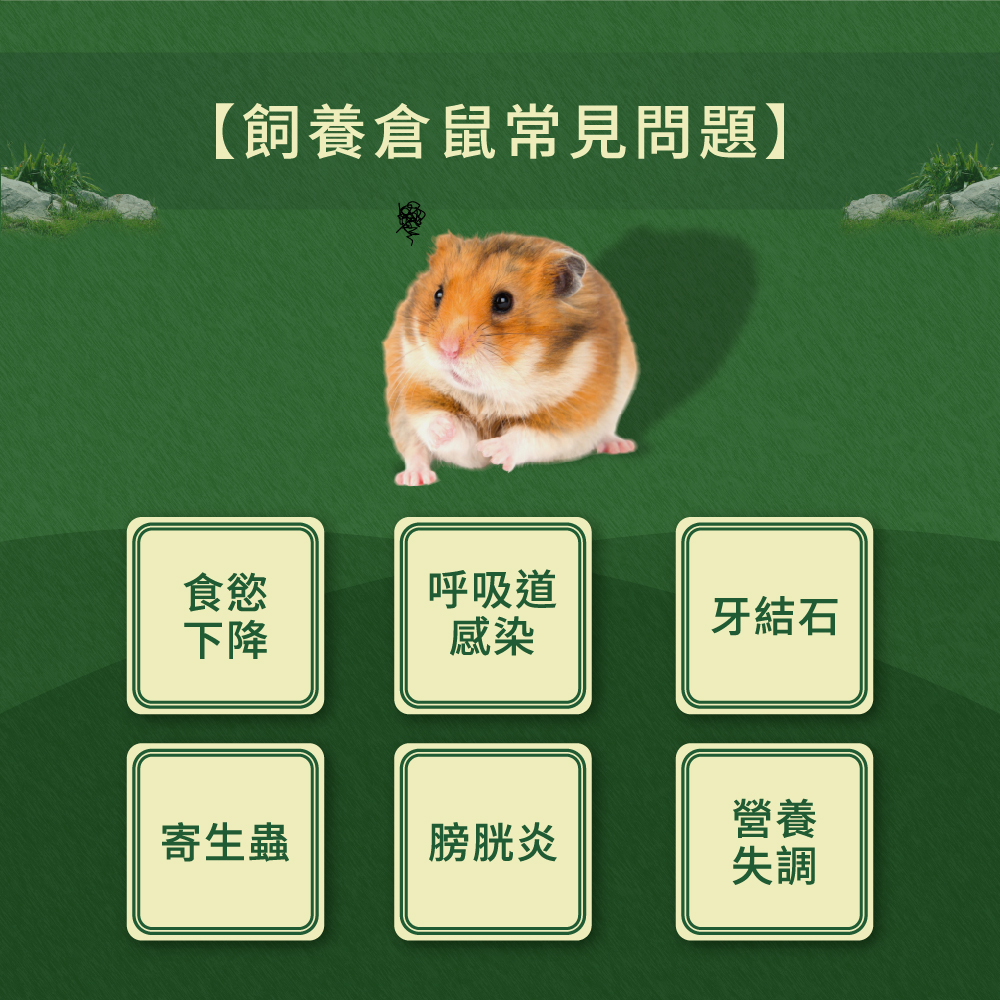 飼養倉鼠會遇到的常見問題