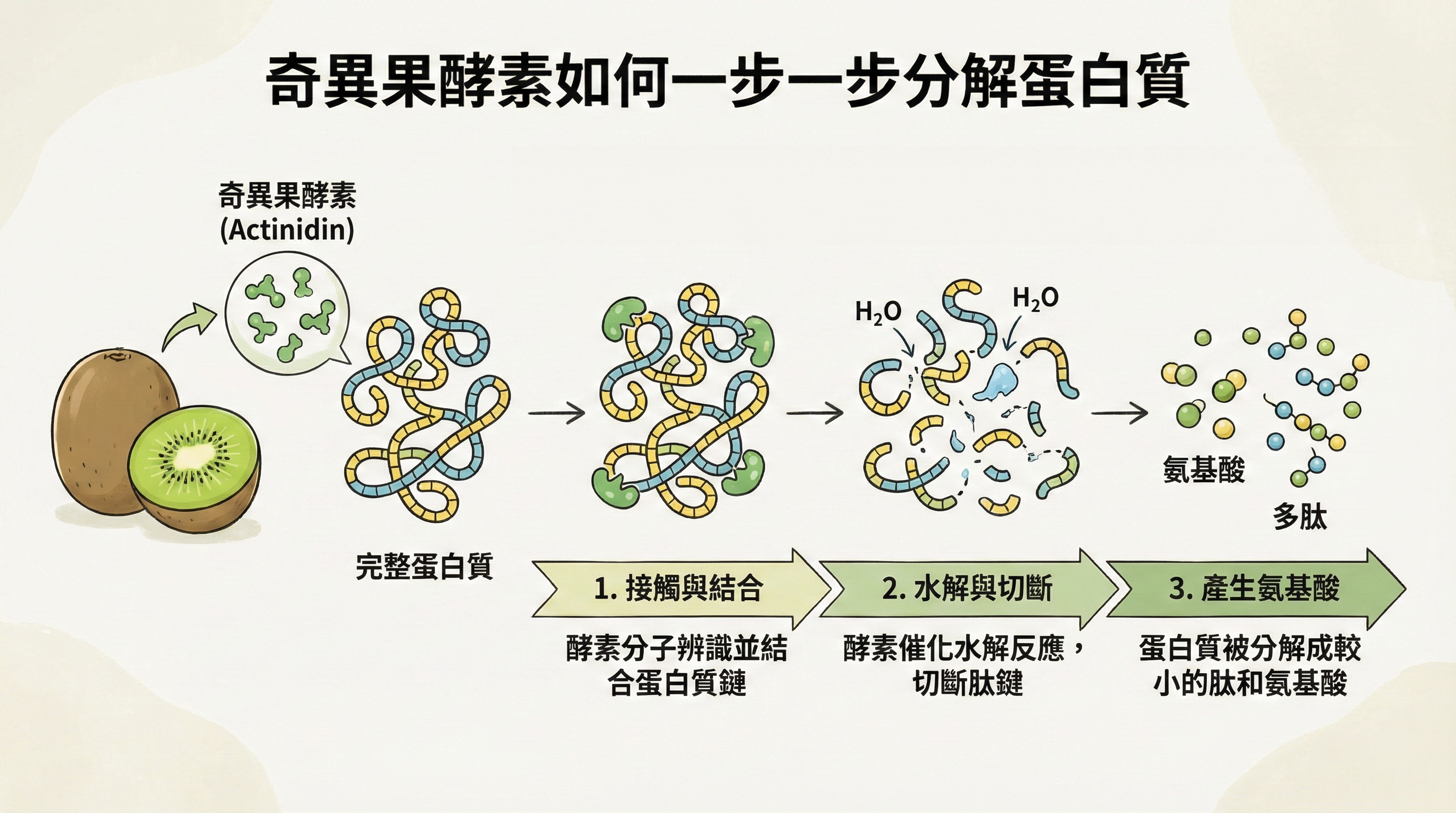 奇異果酵素分解植物性蛋白質示意圖