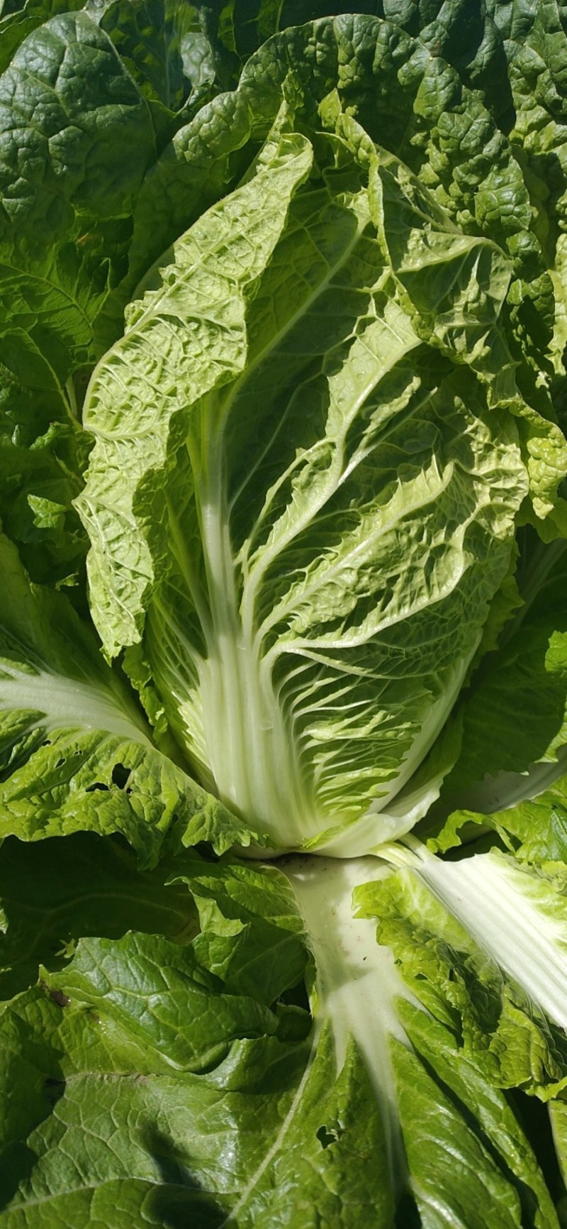 本地有機旺菜 (2斤/包)