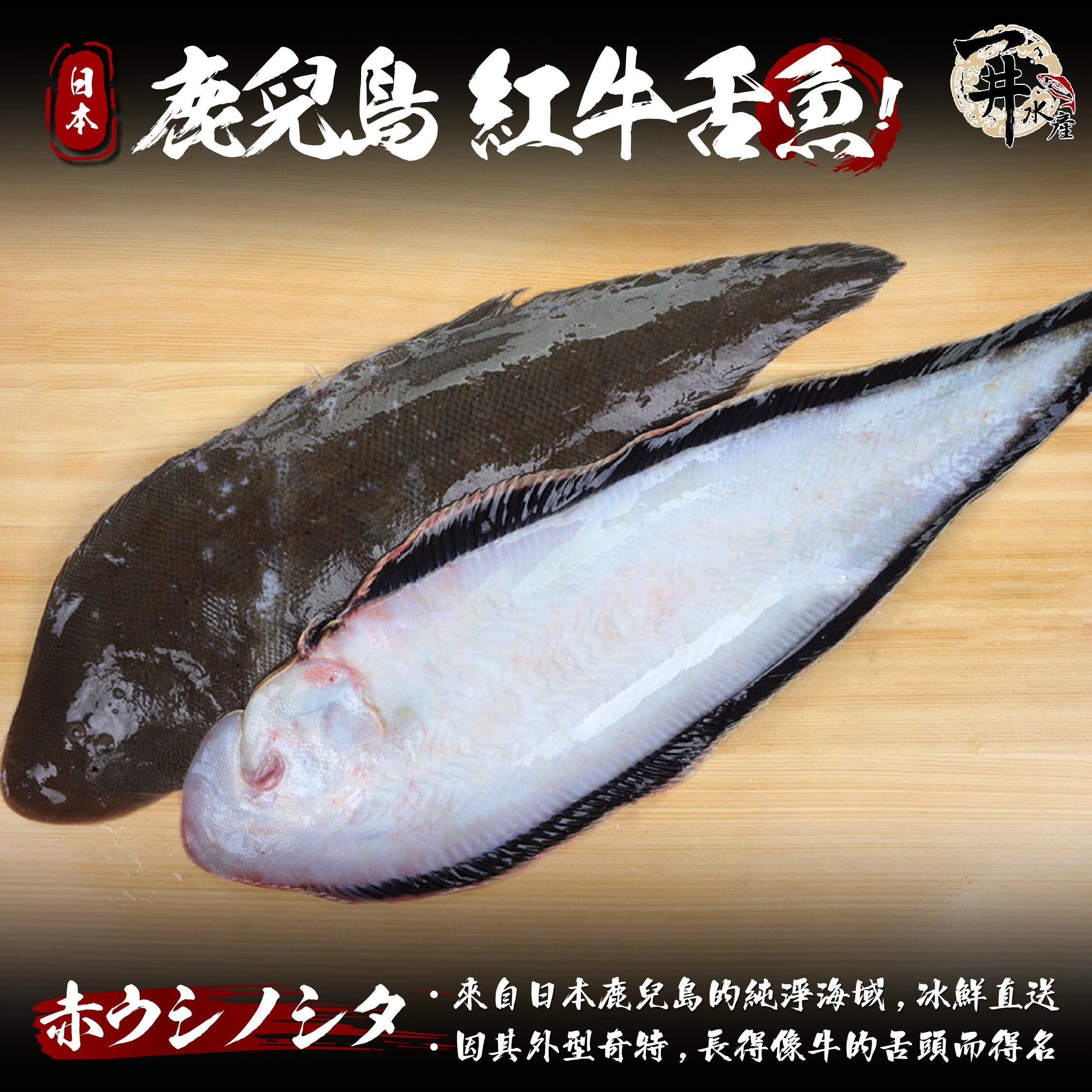 日本鹿兒島 紅牛舌魚