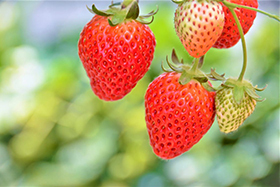 日本靜岡紅臉 士多啤梨