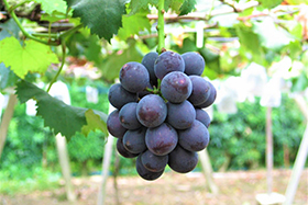 日本山梨縣巨峰提子