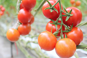 日本高糖度水果蕃茄