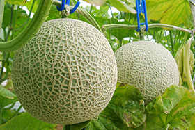 日本靜岡皇冠蜜瓜