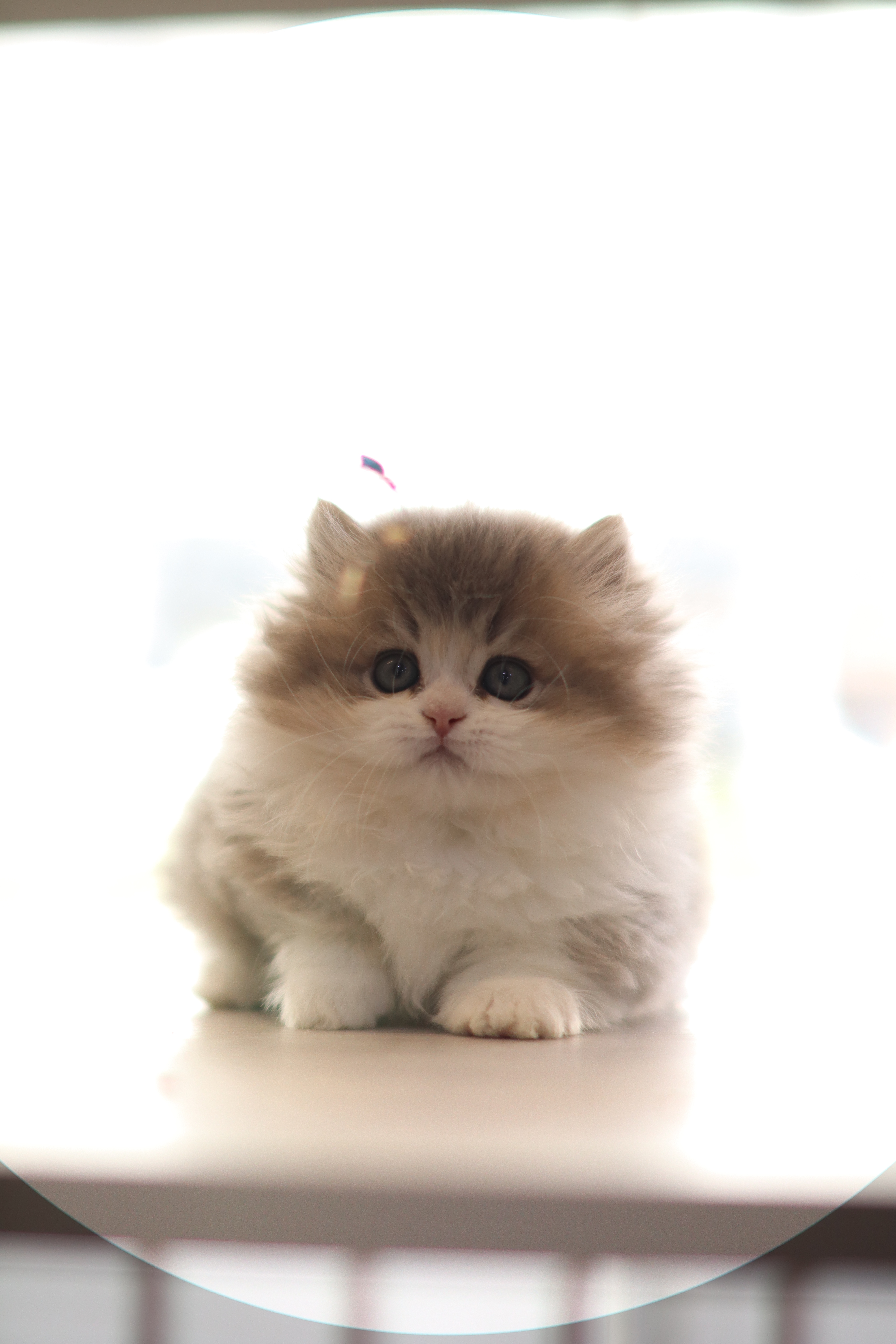 拿破崙 ｜ 藍金加白 ｜ 弟弟 ｜ 小小