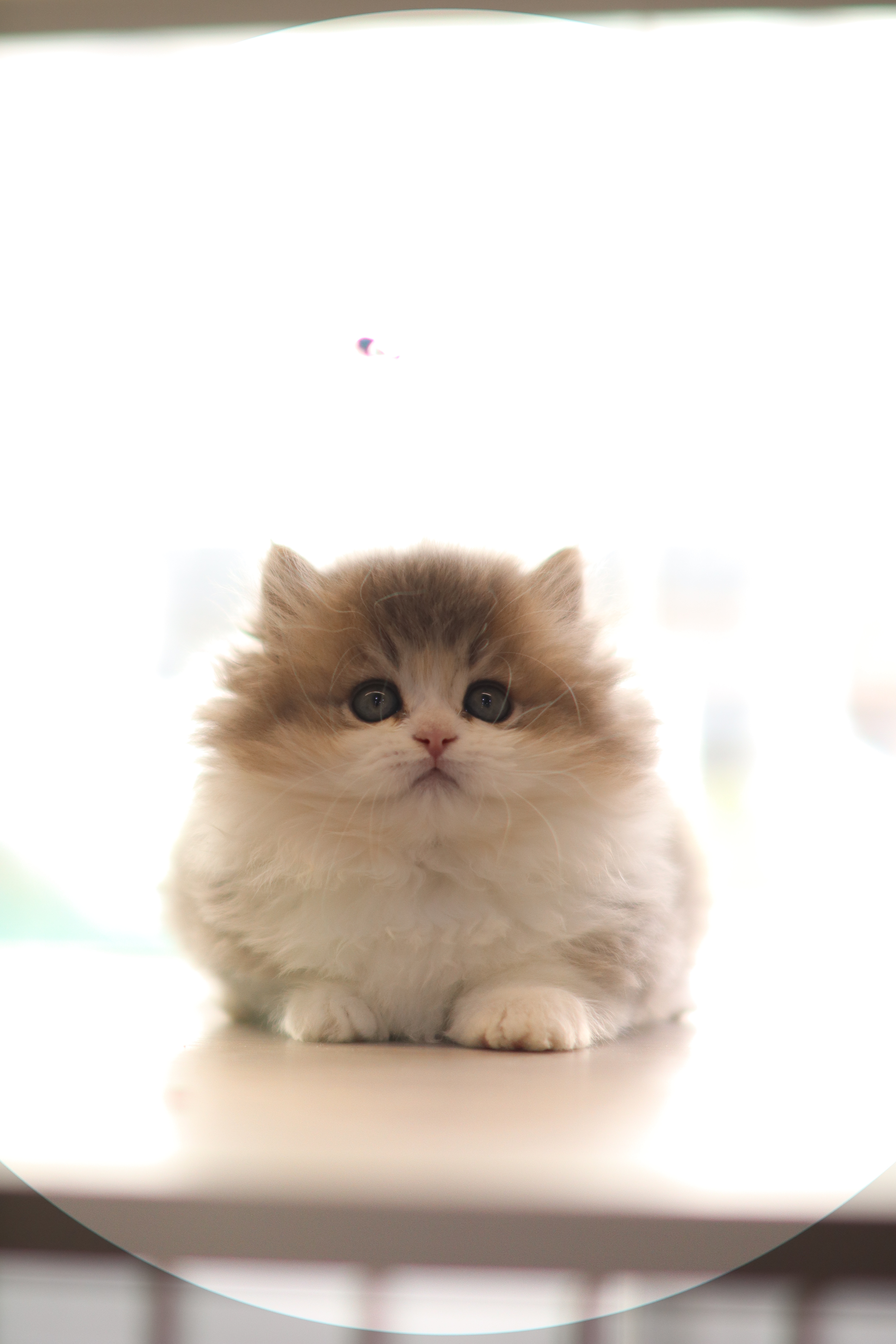 拿破崙 ｜ 藍金加白 ｜ 弟弟 ｜ 小小