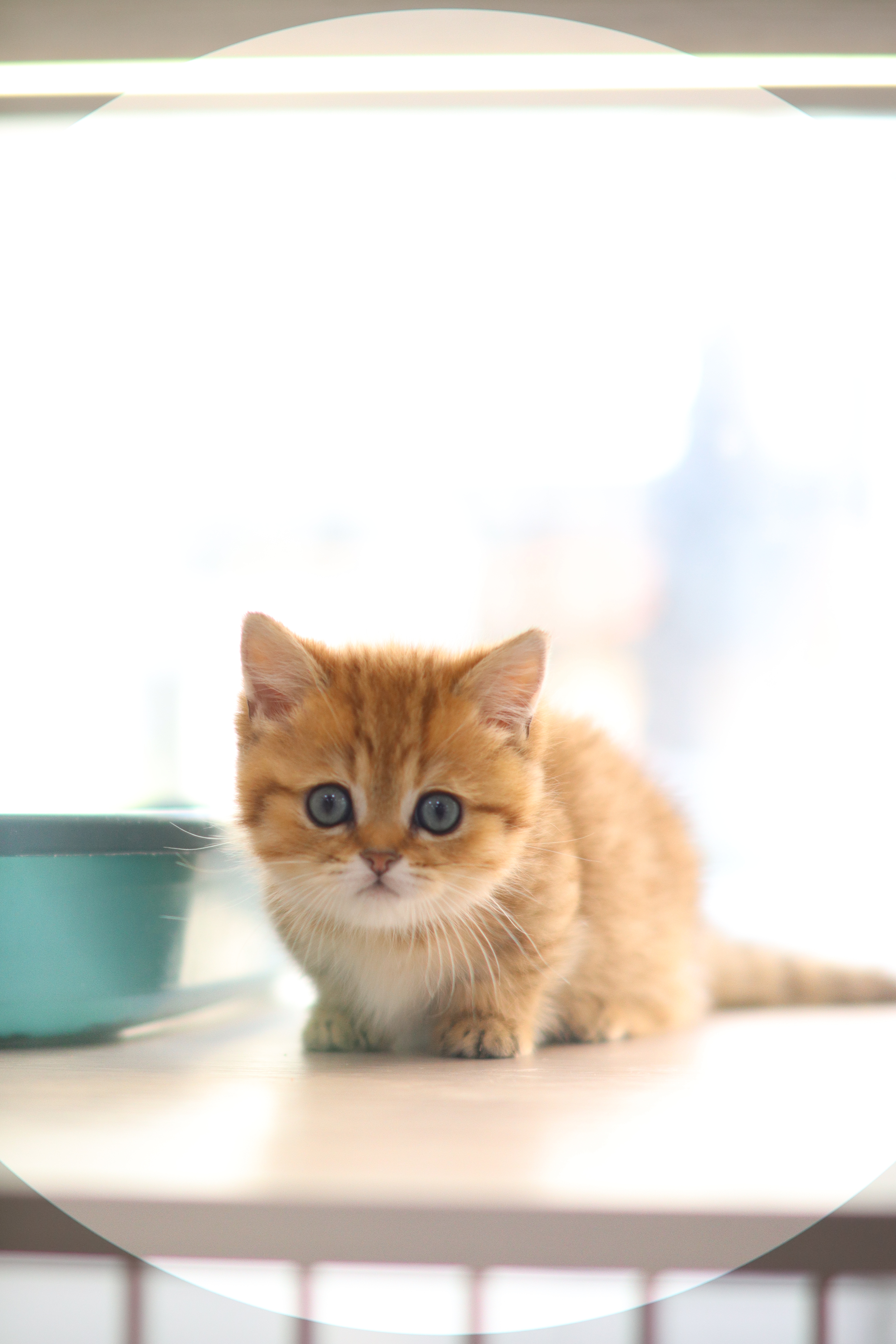 曼基 ｜ 金虎斑 ｜ 弟弟 ｜ 路虎