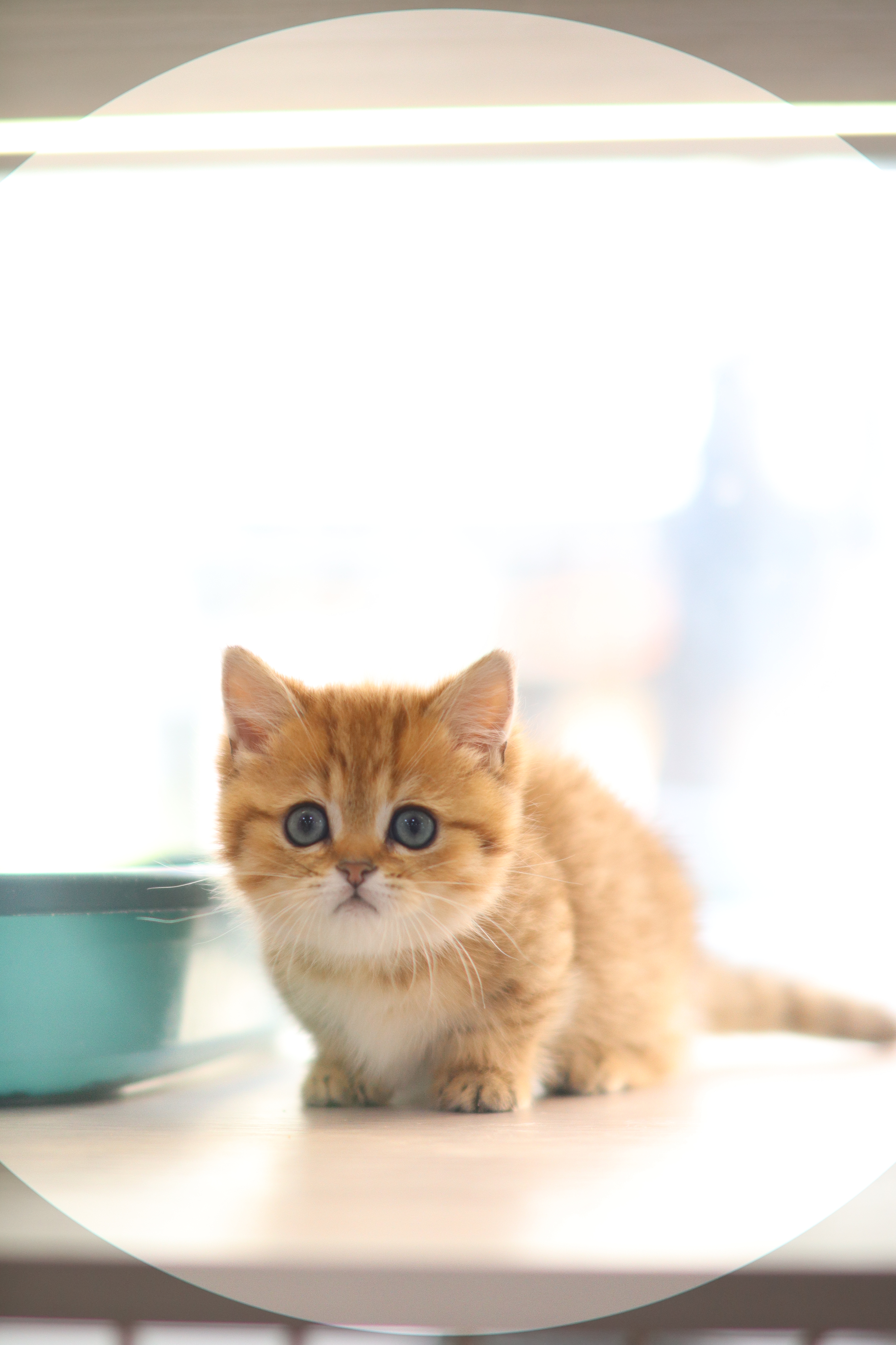 曼基 ｜ 金虎斑 ｜ 弟弟 ｜ 路虎