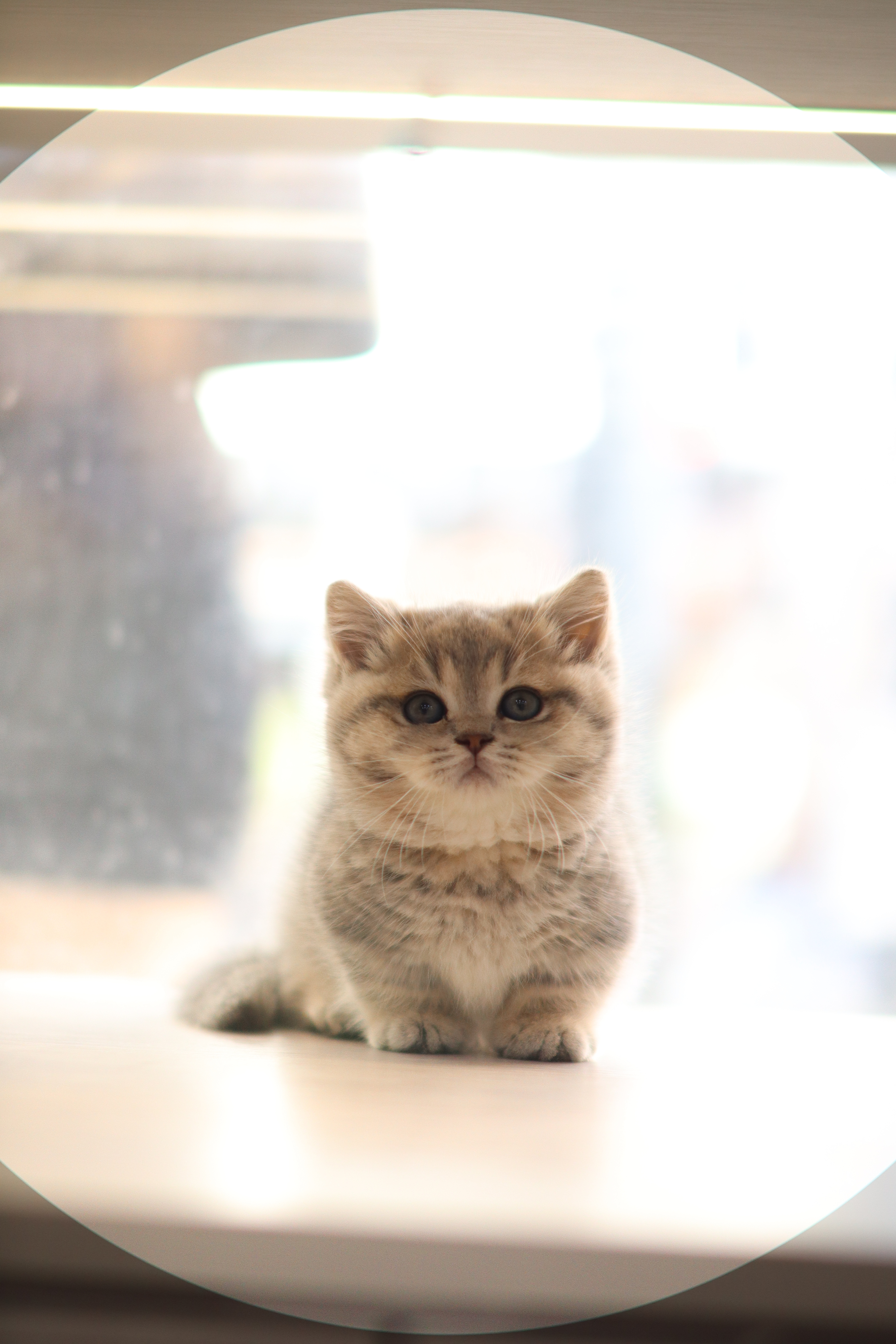 曼基 ｜ 藍金虎斑 ｜ 弟弟 ｜ 虎虎