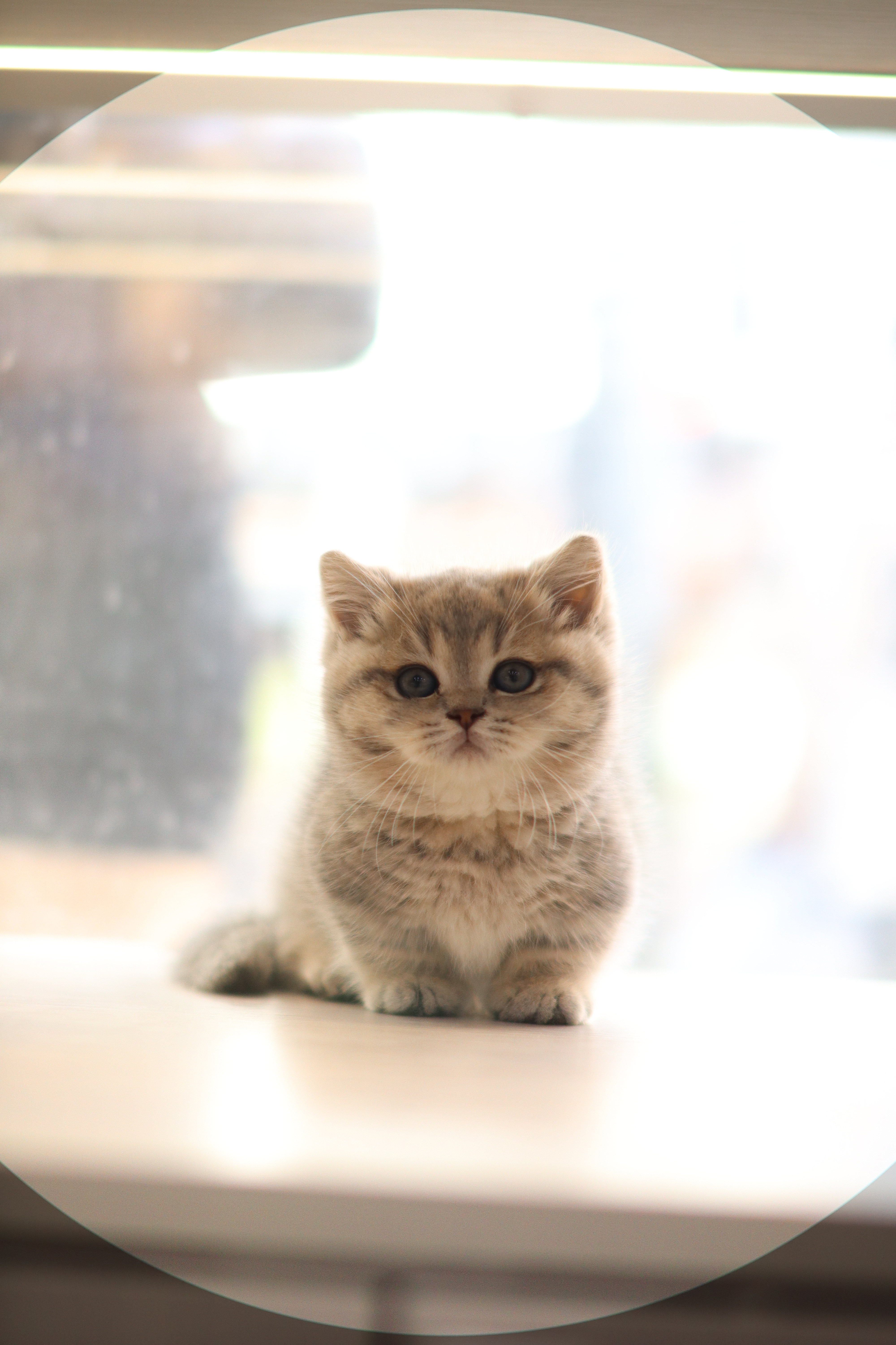 曼基 ｜ 藍金虎斑 ｜ 弟弟 ｜ 虎虎