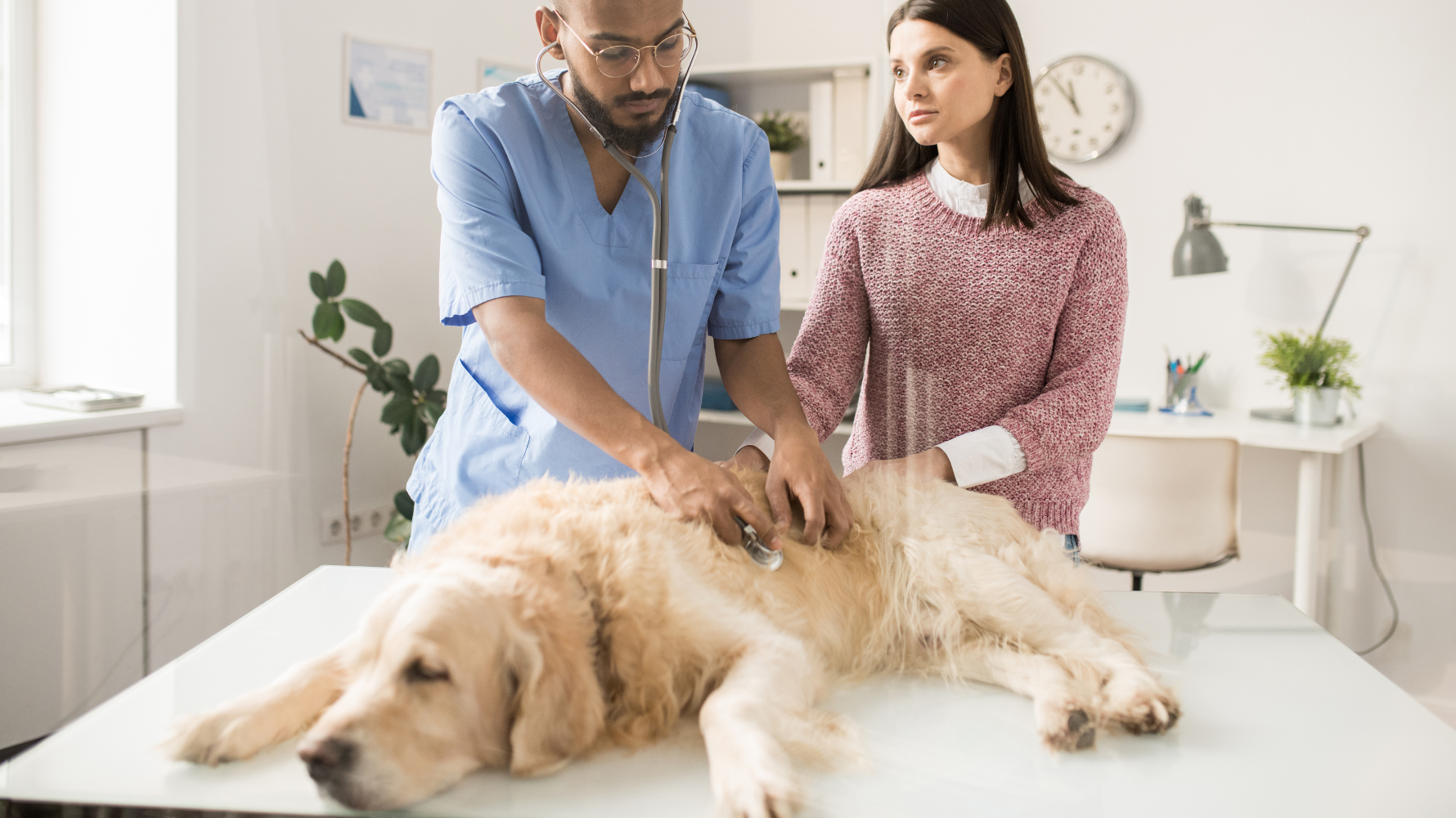 狗狗嘔吐也可能與「毒物誤食」、「異物阻塞」、「胃扭轉（膨脹／旋轉）」、「胰臟炎」、「腎臟或肝臟功能障礙」等重大身體狀況有關