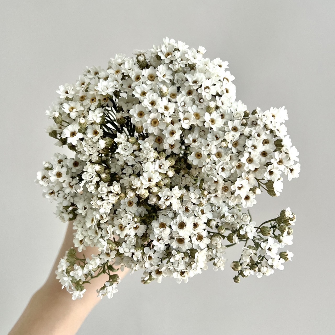 (限量)法國小白梅 (束)