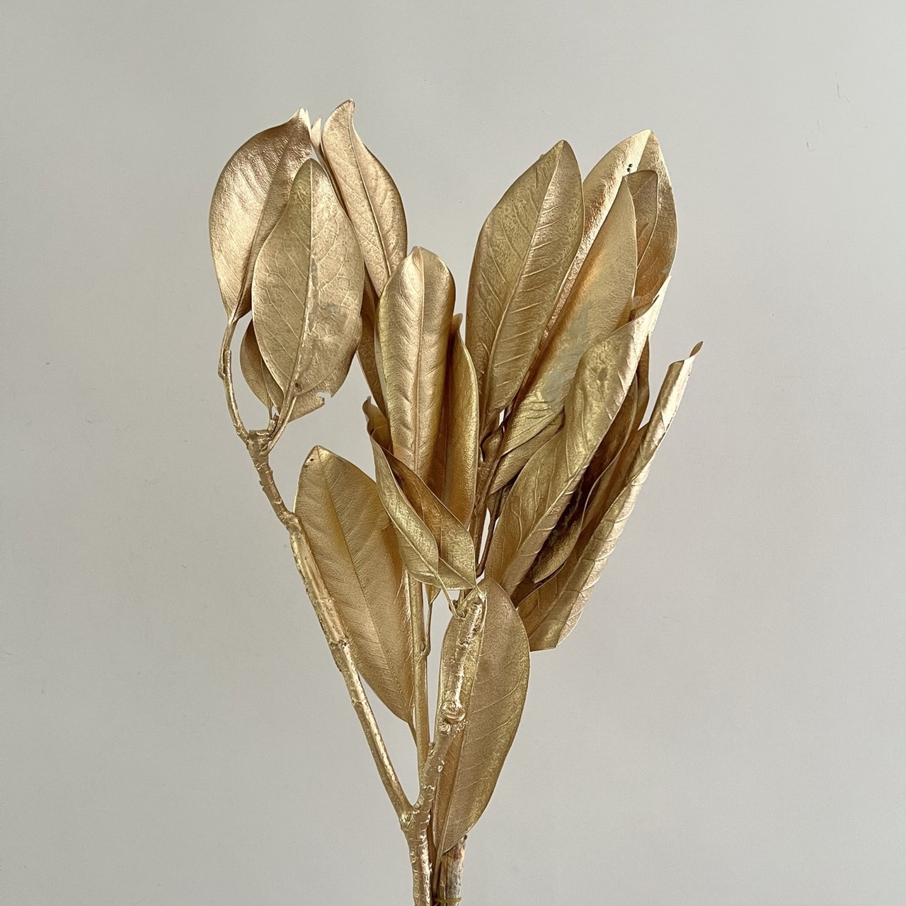 日本不凋染金玉蘭葉