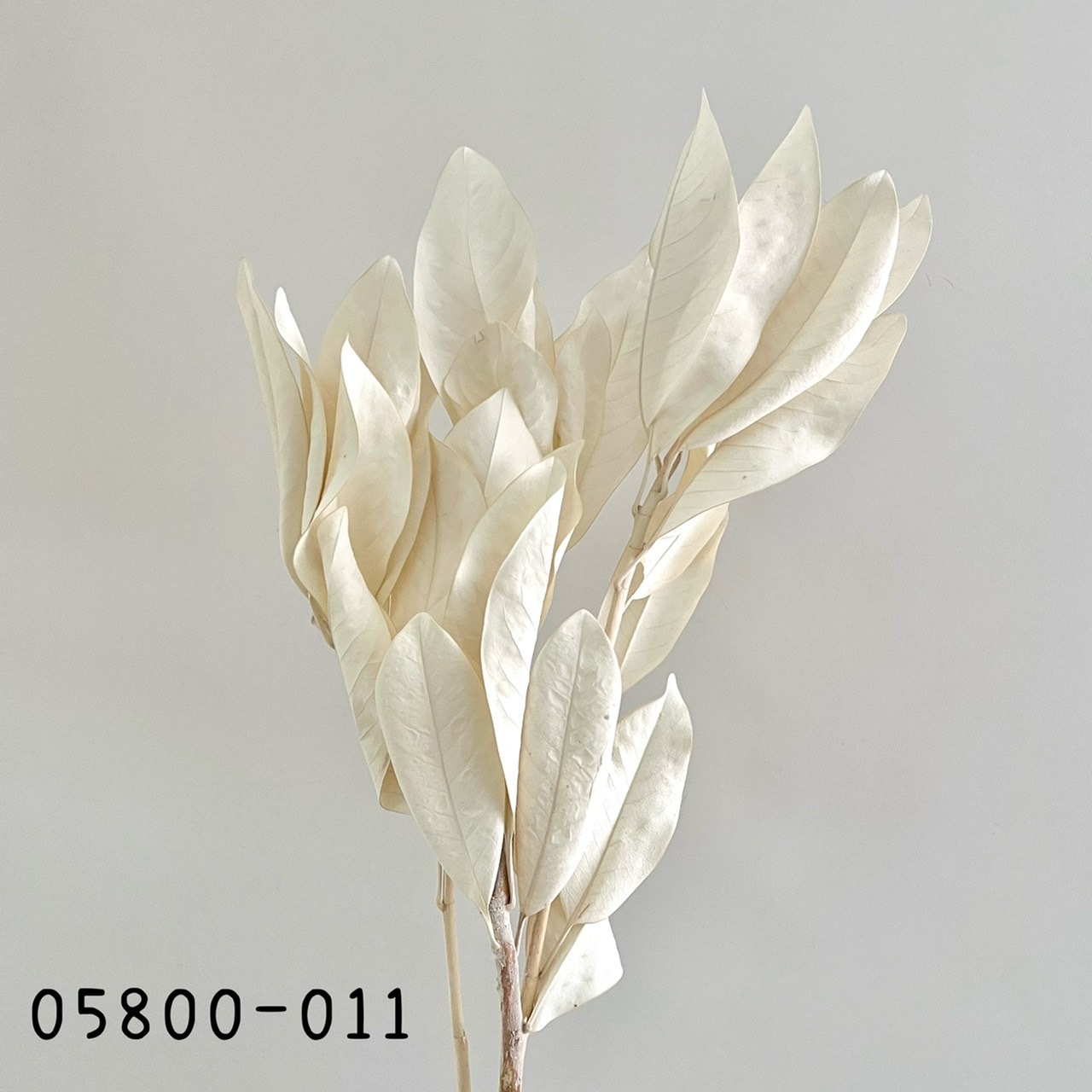 日本不凋玉蘭葉 05800-011