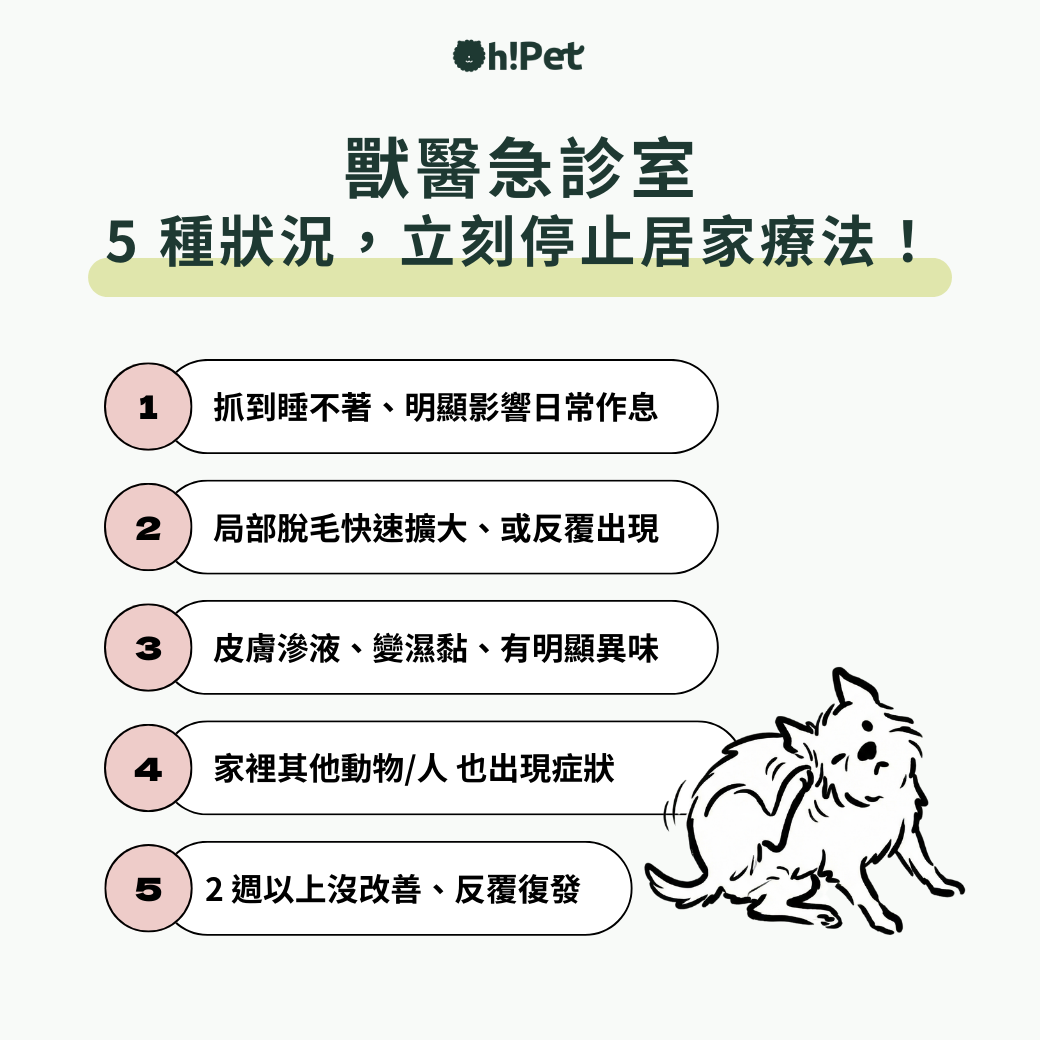 狗狗皮膚病什麼時候看醫生 注意五大危險訊號