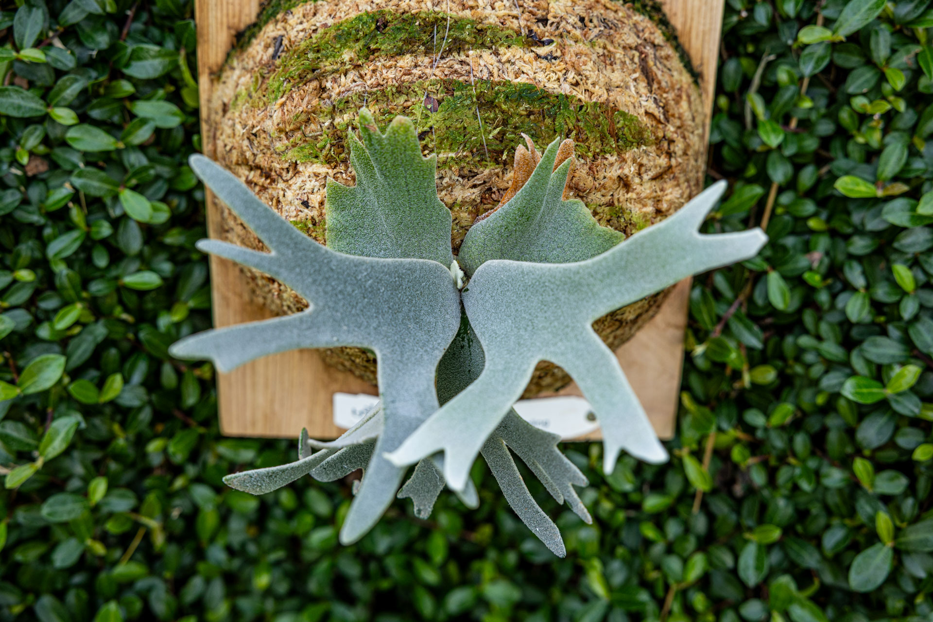 P. willinckii 'Bacteria' sporeling