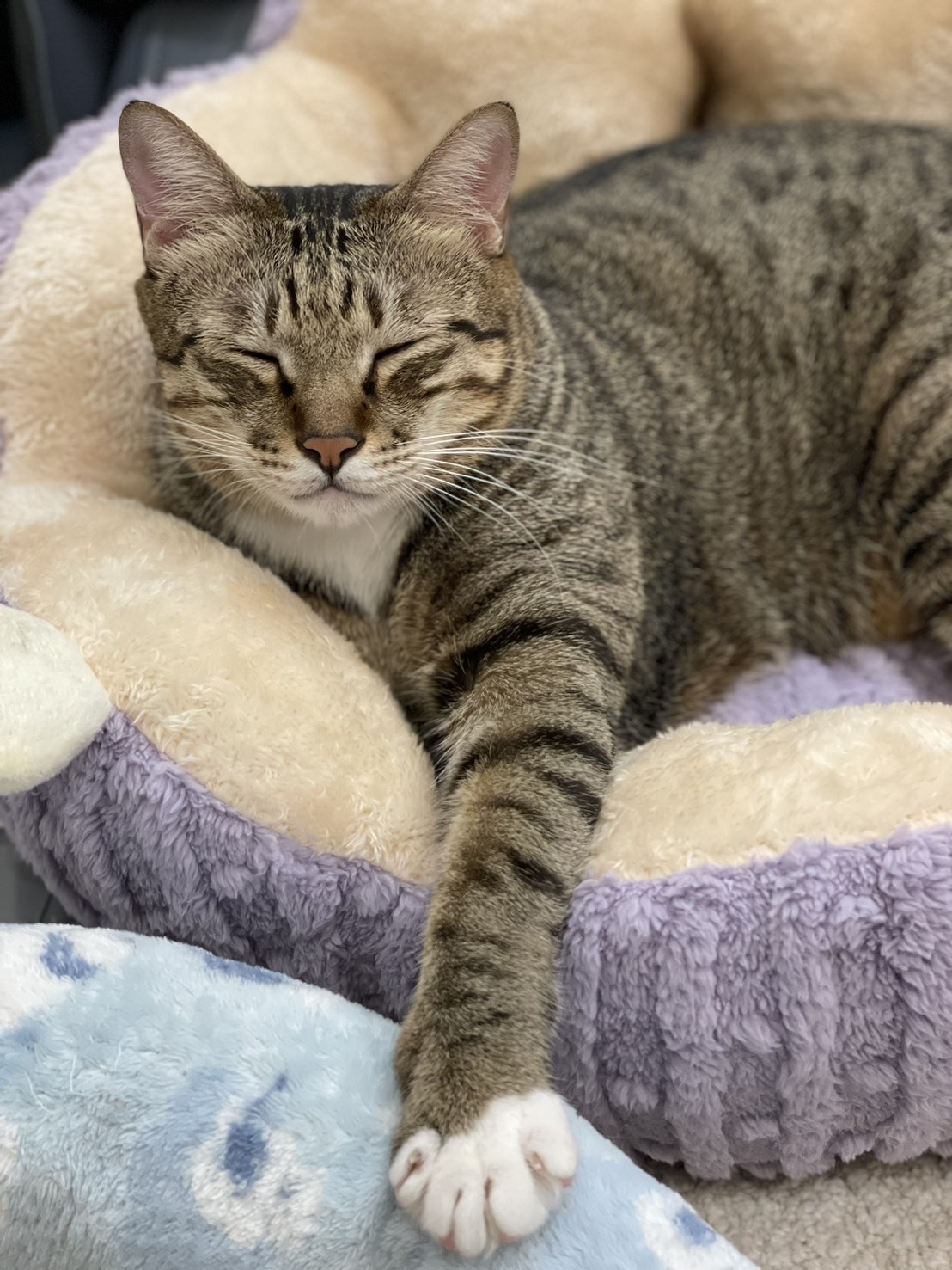 【預購】貓咪抓板/睡窩 客訂下單區