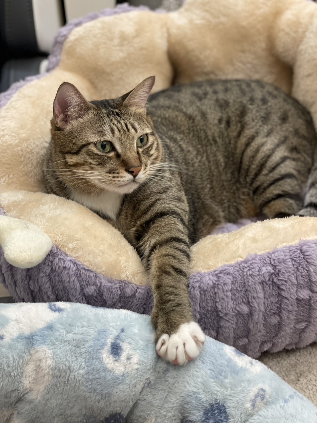 【預購】貓咪抓板/睡窩 客訂下單區