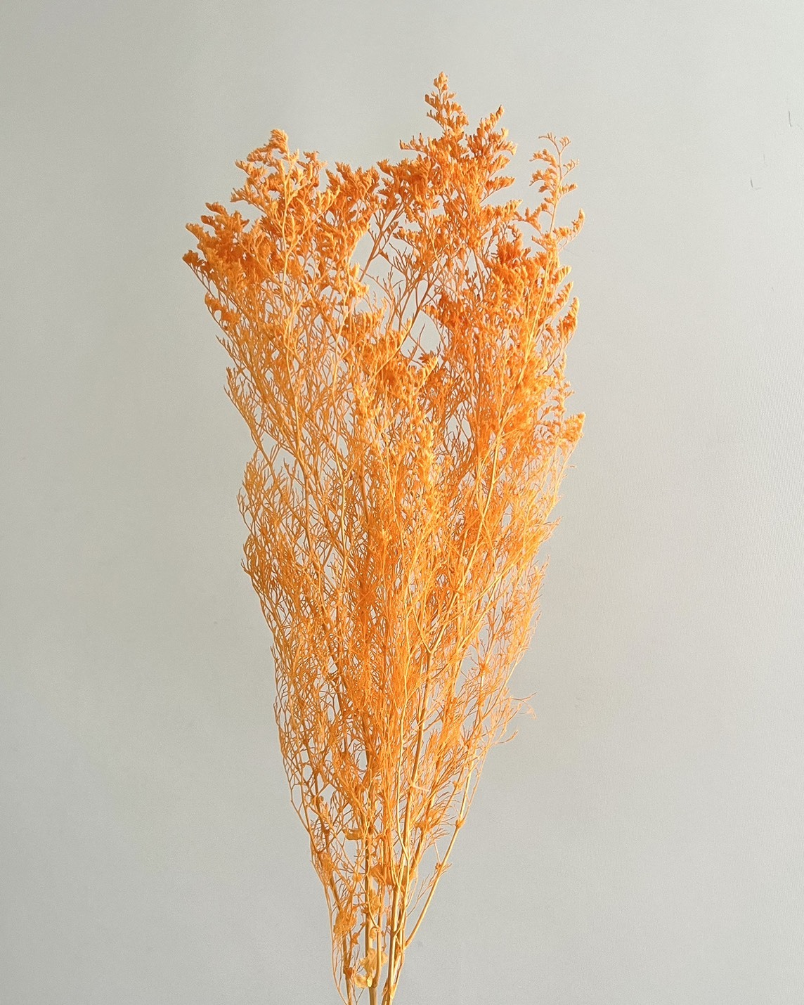 日本不凋卡斯比亞 03710-351