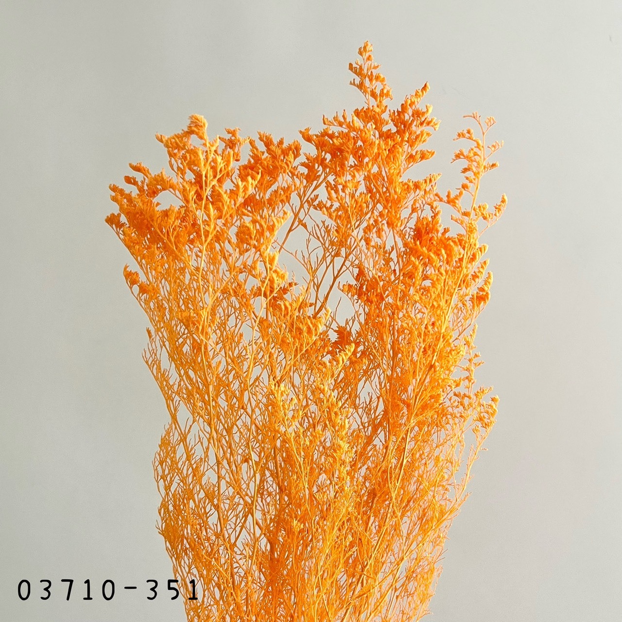 日本不凋卡斯比亞 03710-351