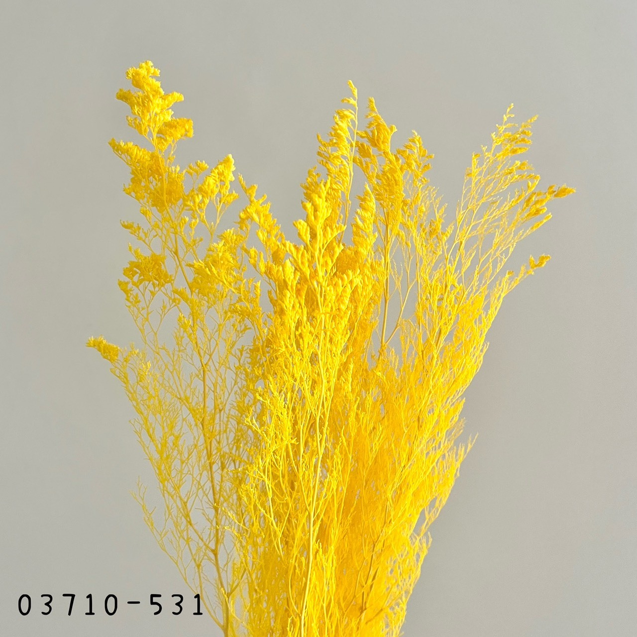 日本不凋卡斯比亞 03710-531