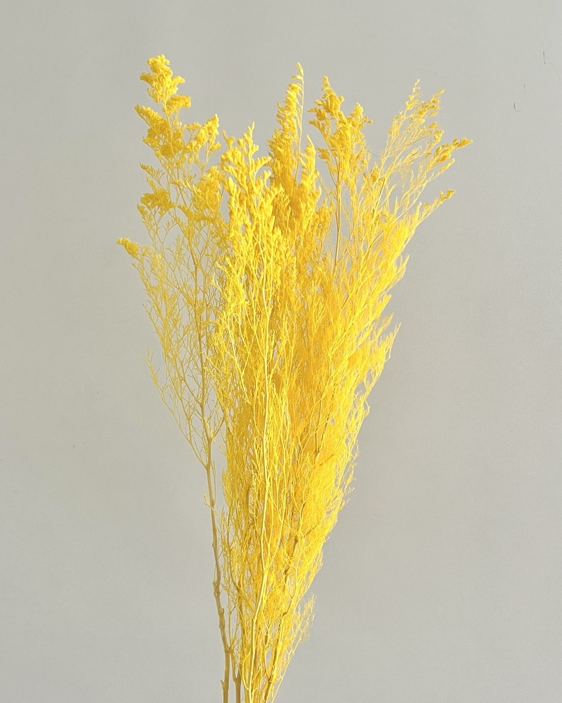 日本不凋卡斯比亞 03710-531