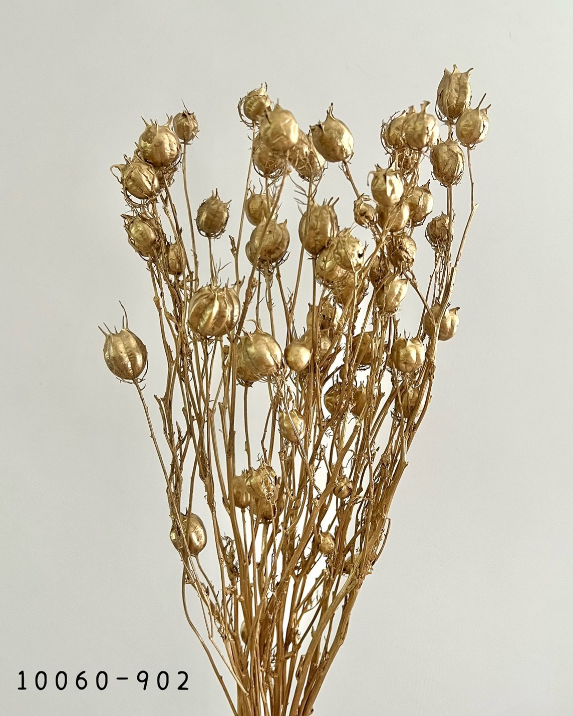 日本乾燥黑種果 10060-902