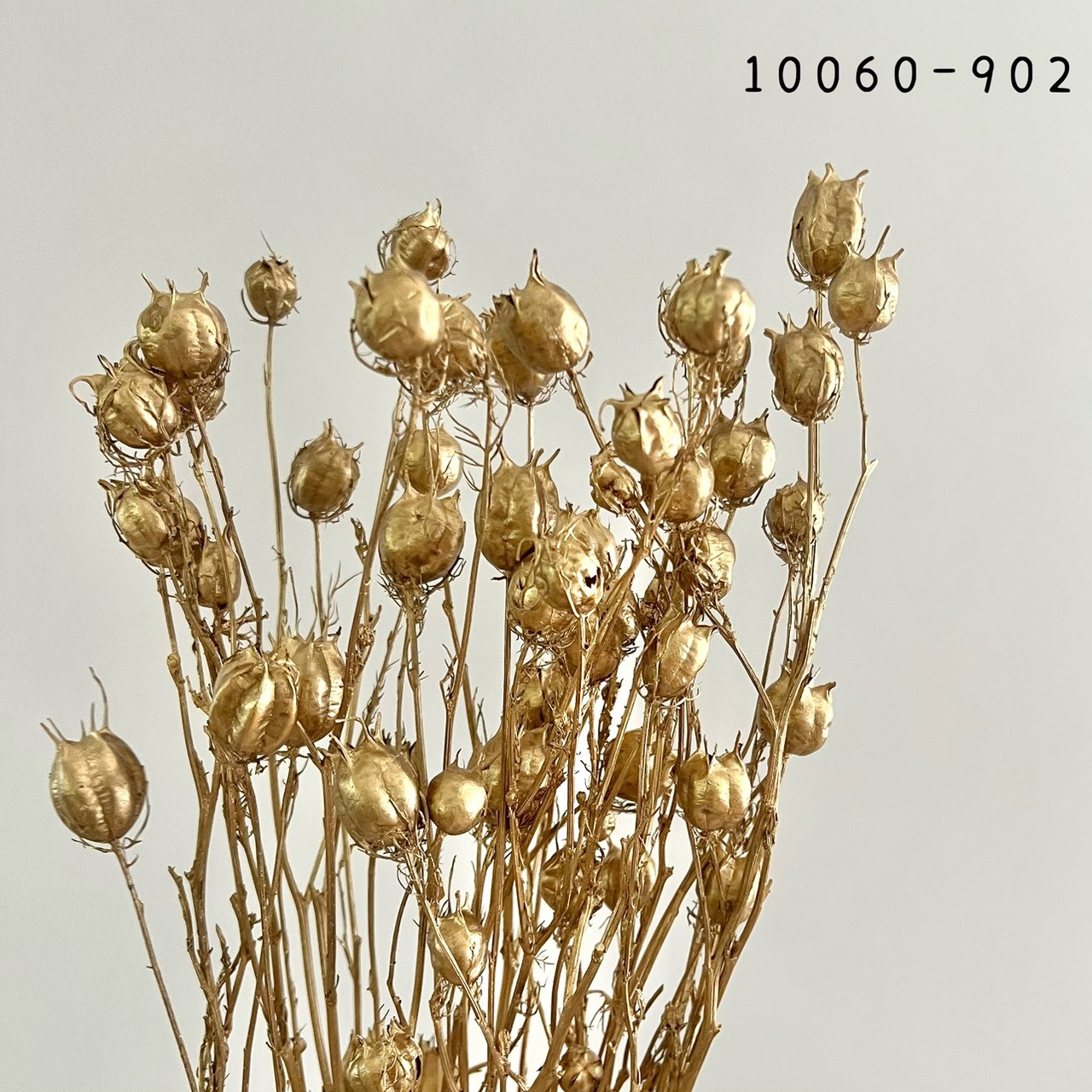 日本乾燥黑種果 10060-902