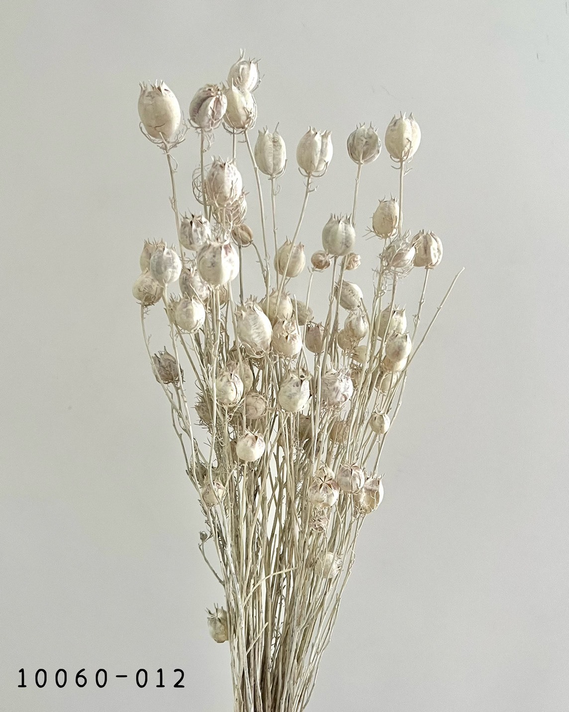 日本乾燥黑種果 10060-012