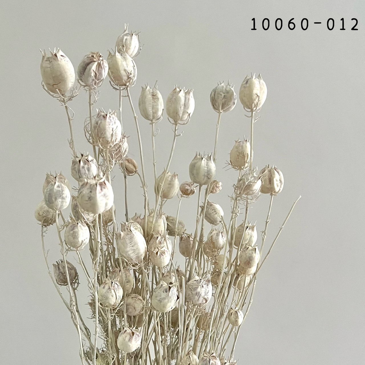 日本乾燥黑種果 10060-012