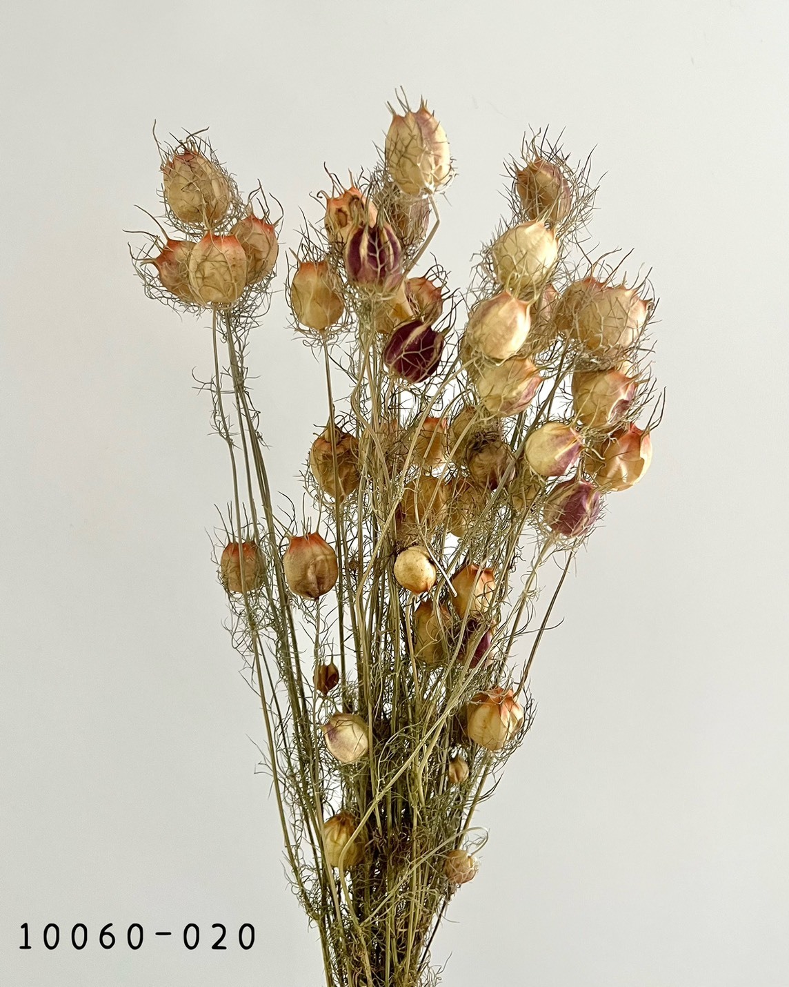 日本乾燥黑種果 10060-020