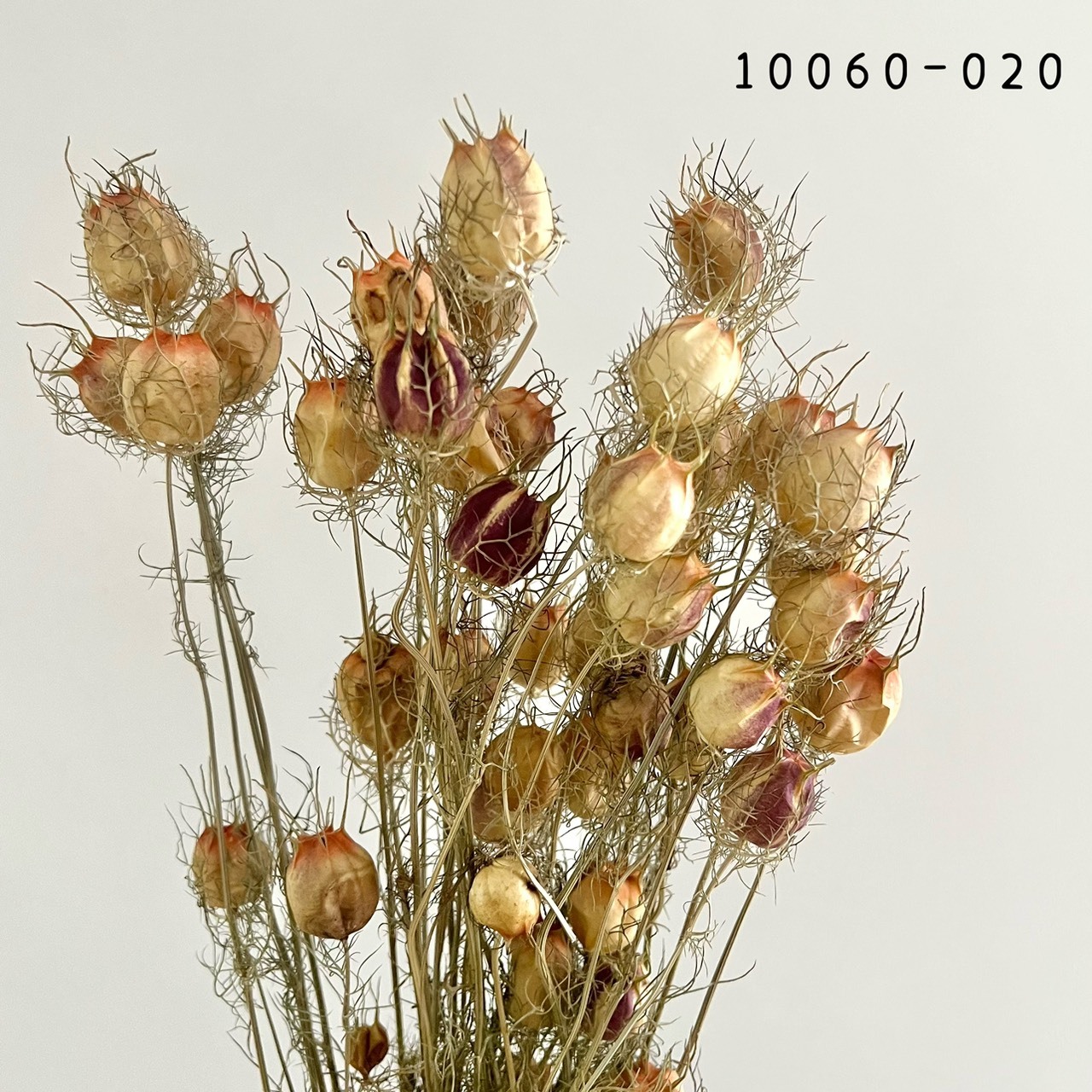 日本乾燥黑種果 10060-020