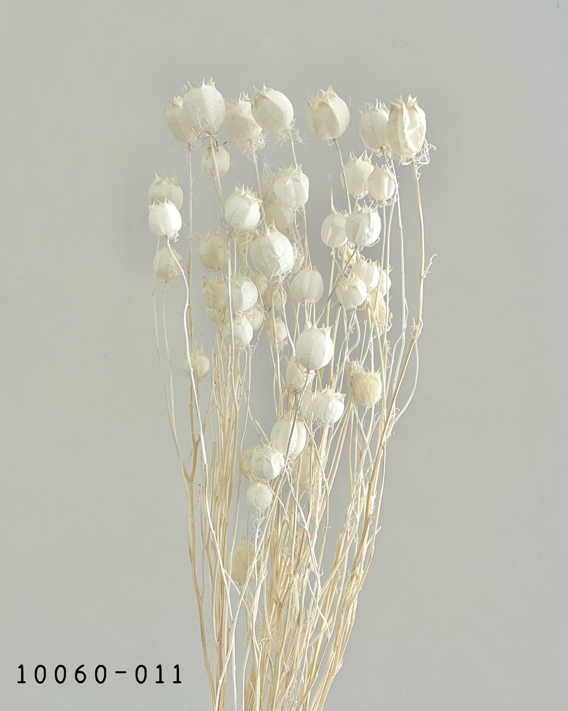 日本乾燥黑種果 10060-011