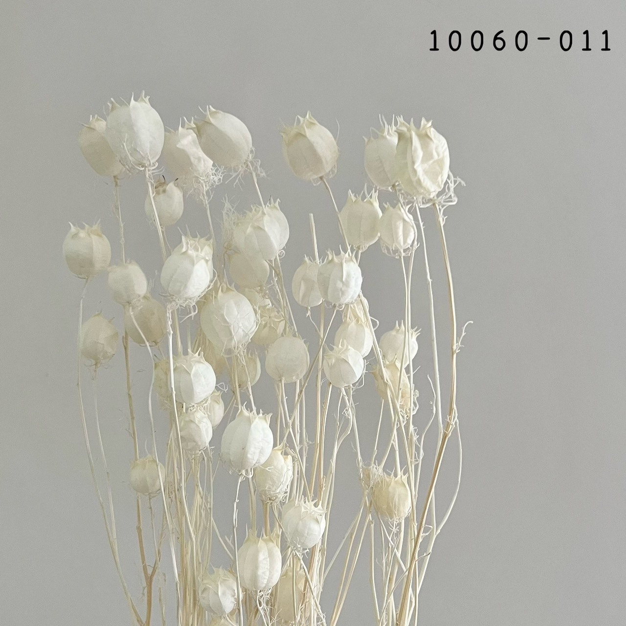 日本乾燥黑種果 10060-011