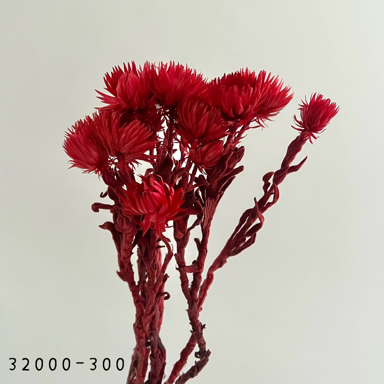 日本乾燥旱雪蓮 32000-300