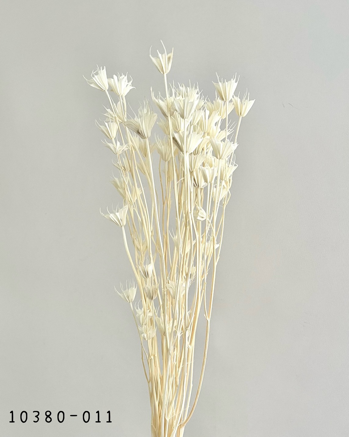 日本乾燥木百合 10380-011