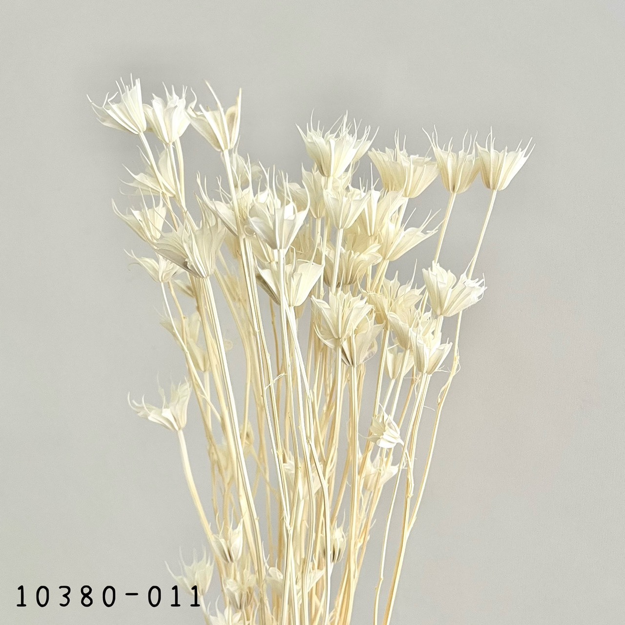 日本乾燥木百合 10380-011