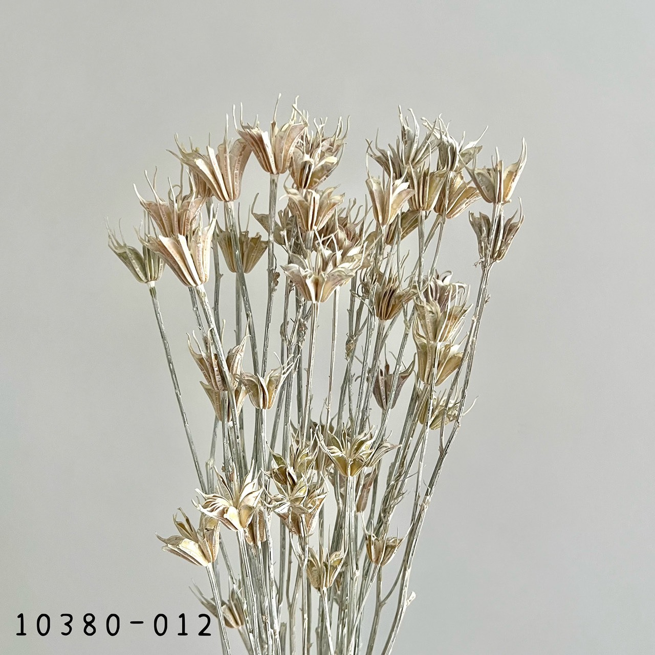 日本乾燥木百合 10380-012