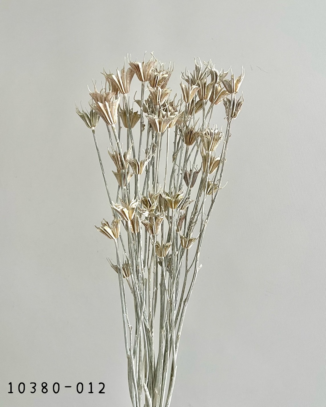 日本乾燥木百合 10380-012