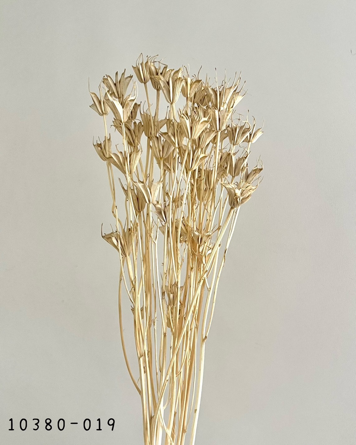 日本乾燥木百合 10380-019