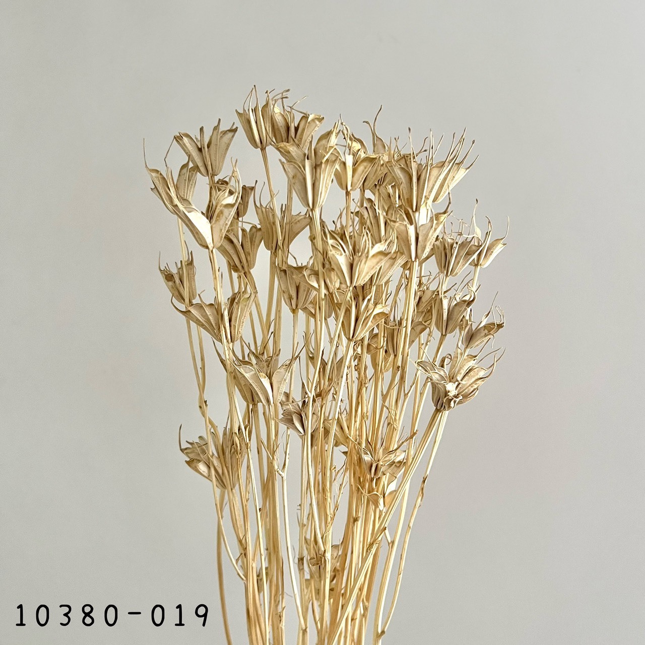 日本乾燥木百合 10380-019