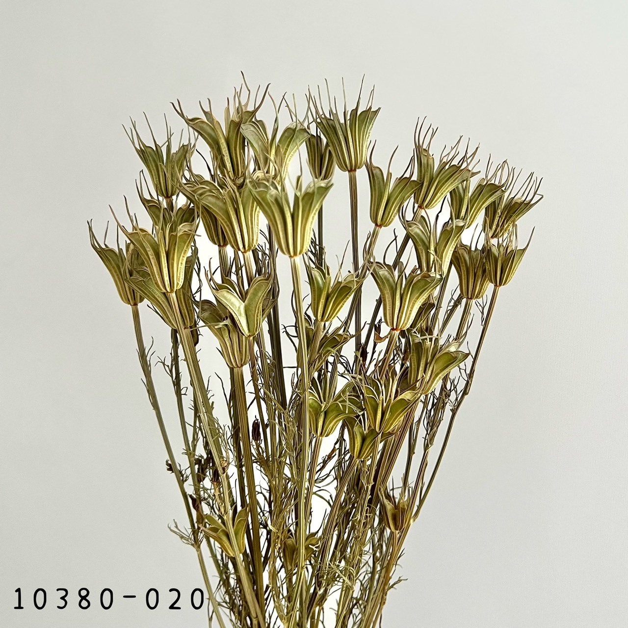 日本乾燥木百合 10380-020