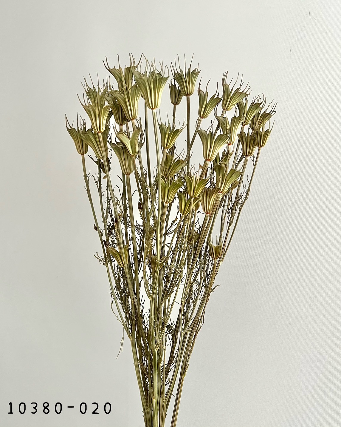 日本乾燥木百合 10380-020