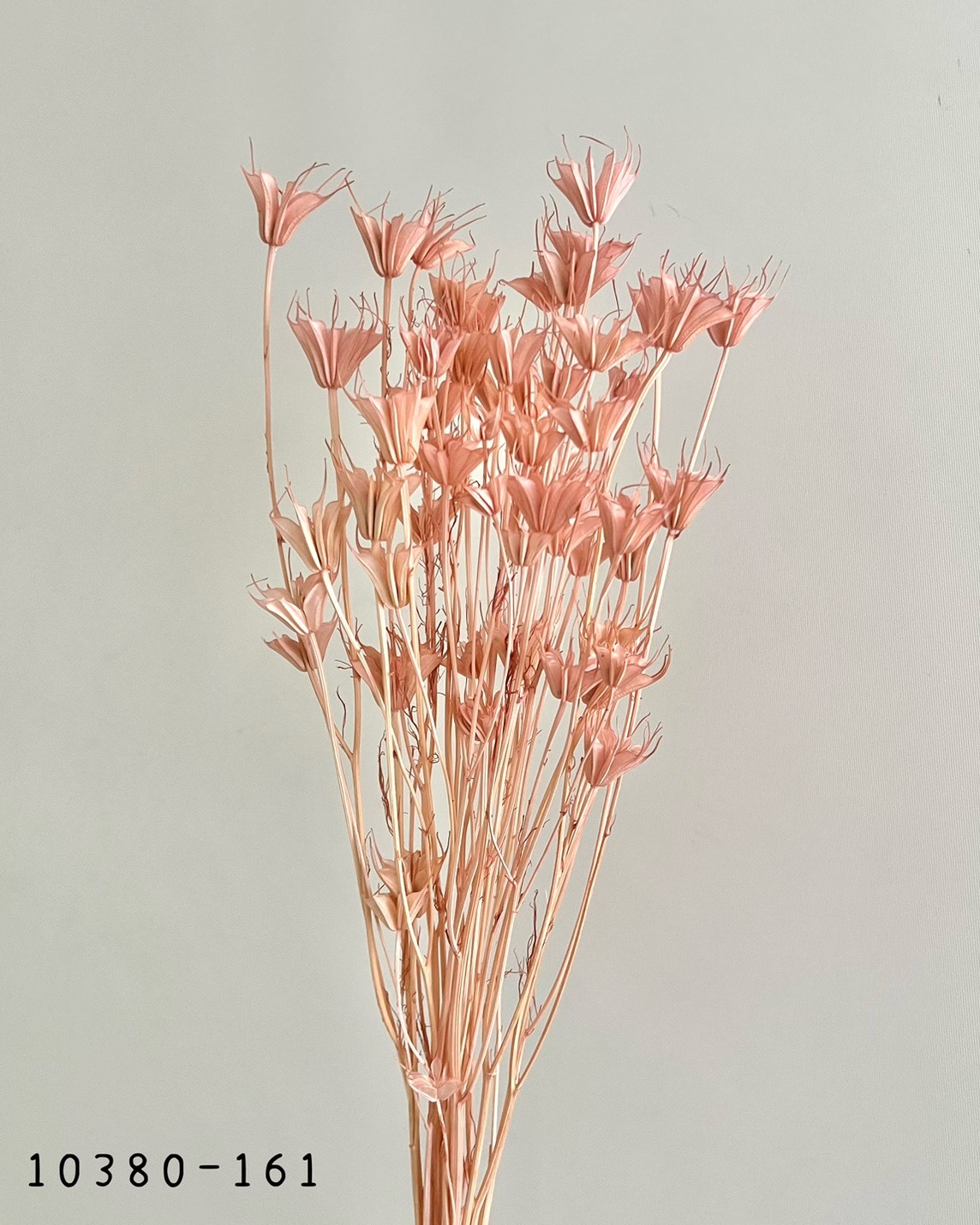 日本乾燥木百合 10380-161